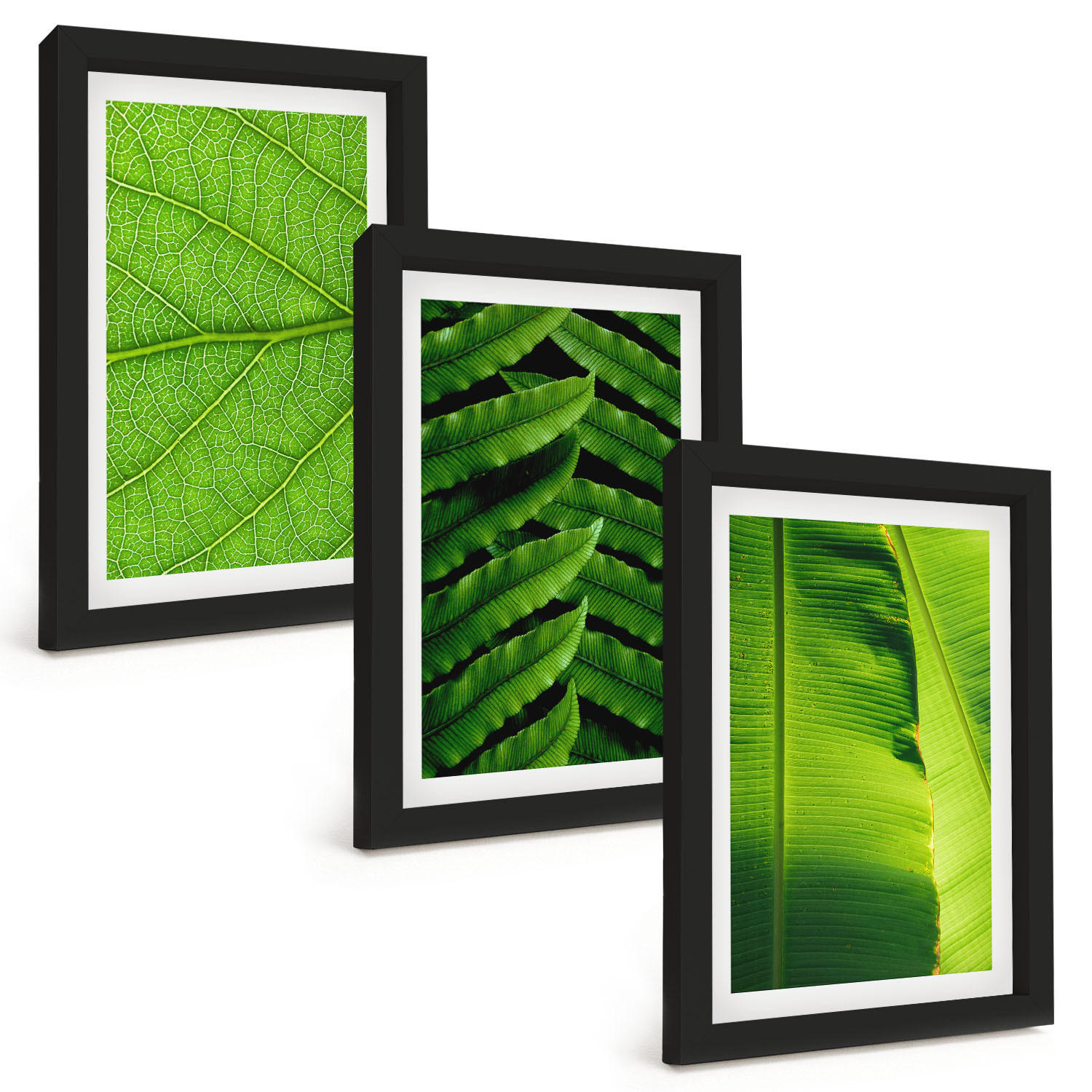 BILDER SET 3er Set - 20x30 cm Schwarzer Rahmen - Makrofotografie von tropischen Blättern - Schwarz, Kunststoff (20/30cm) - TULUP
