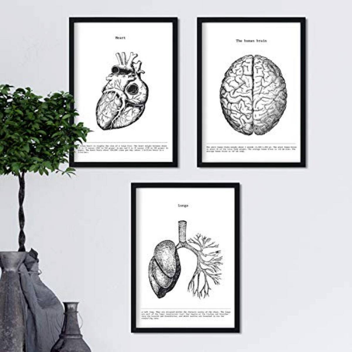POSTER Set mit 3 Anatomie Vintage Herz Gehirn Lunge Größe A4 Rahmenlos - Klar, Papier (21/1/29.7cm) - Nacnic