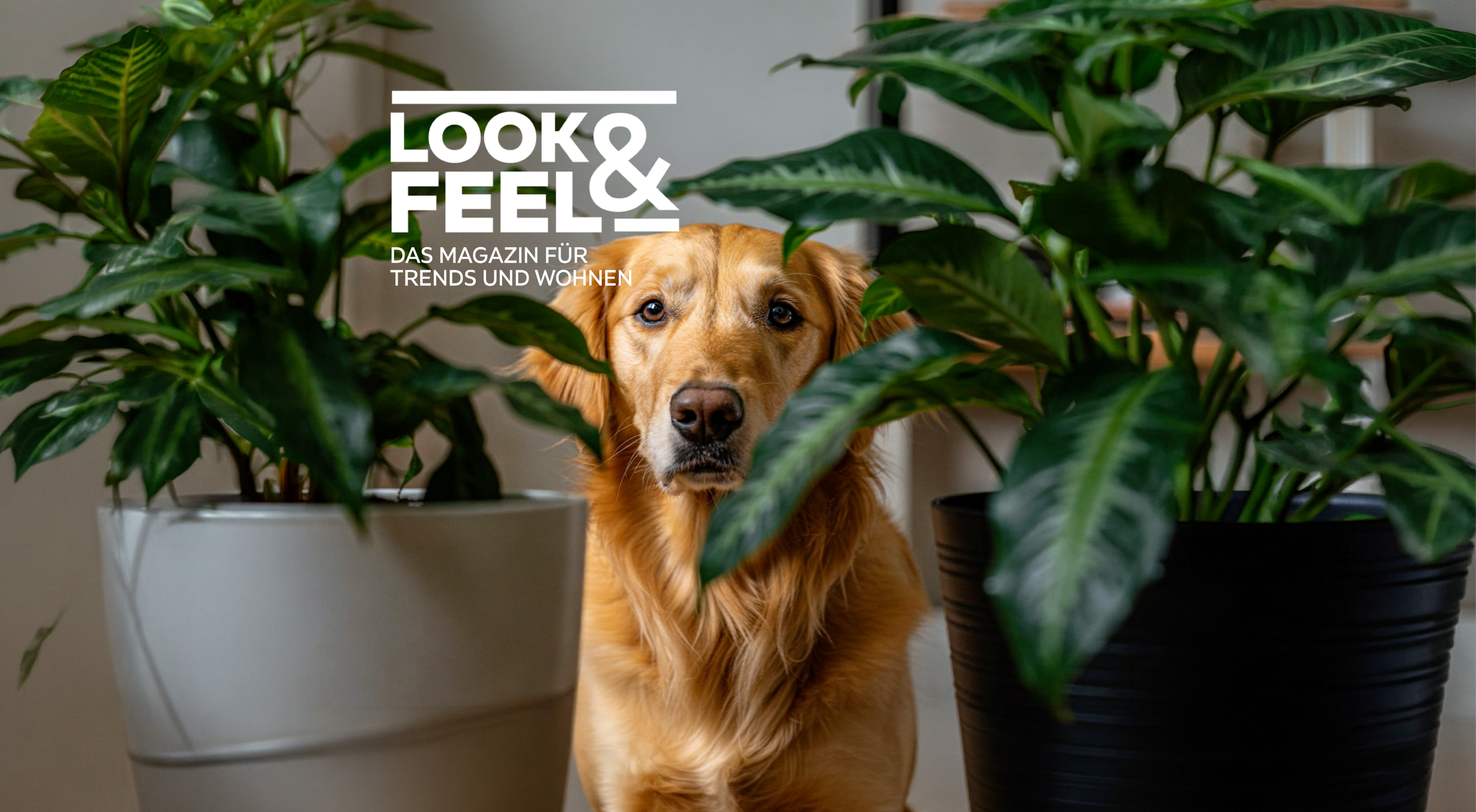 LOOK & FEEL - DAS MAGAZIN FÜR TRENDS UND WOHNEN