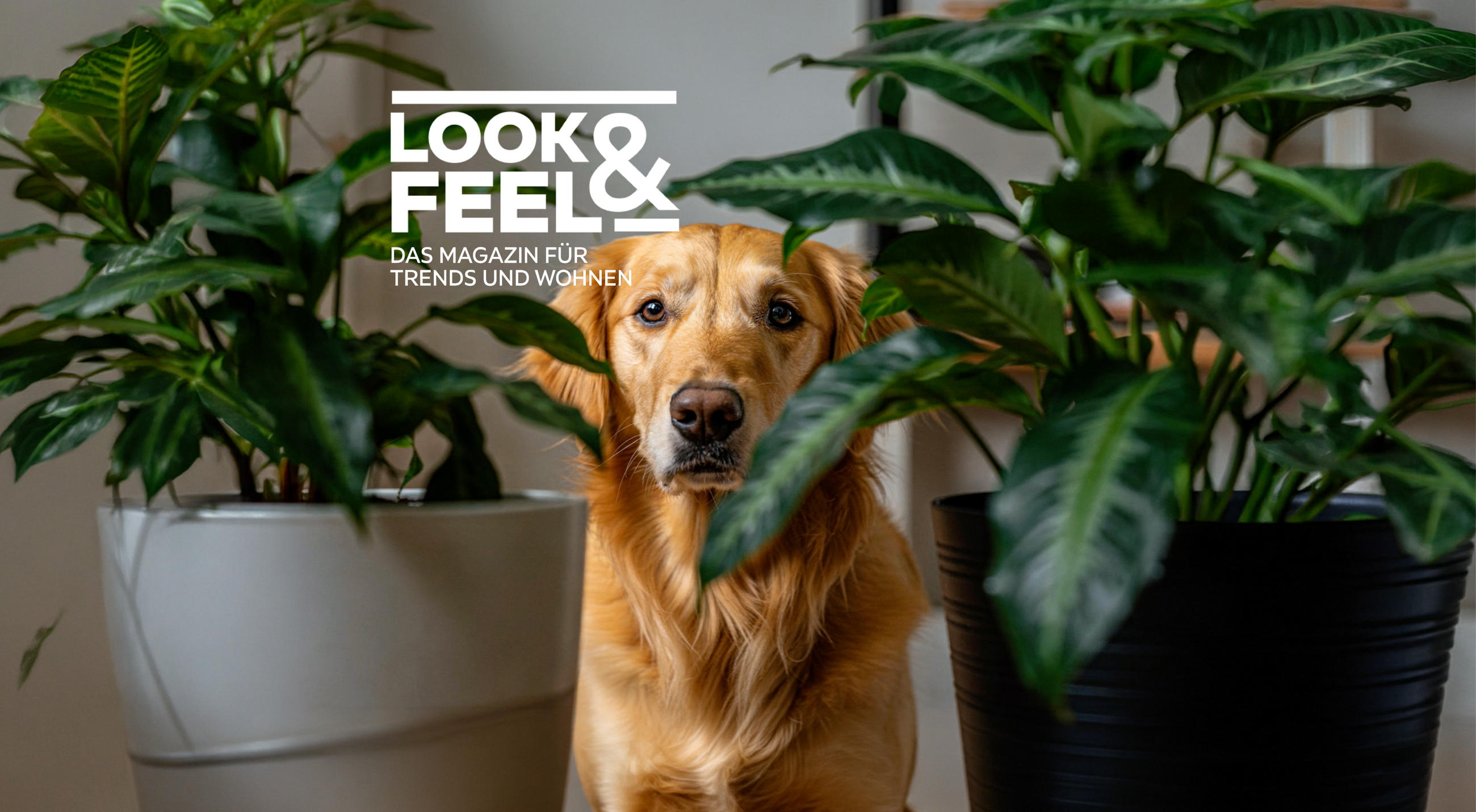 LOOK & FEEL - DAS MAGAZIN FÜR TRENDS UND WOHNEN