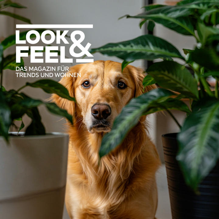 LOOK & FEEL - DAS MAGAZIN FÜR TRENDS UND WOHNEN