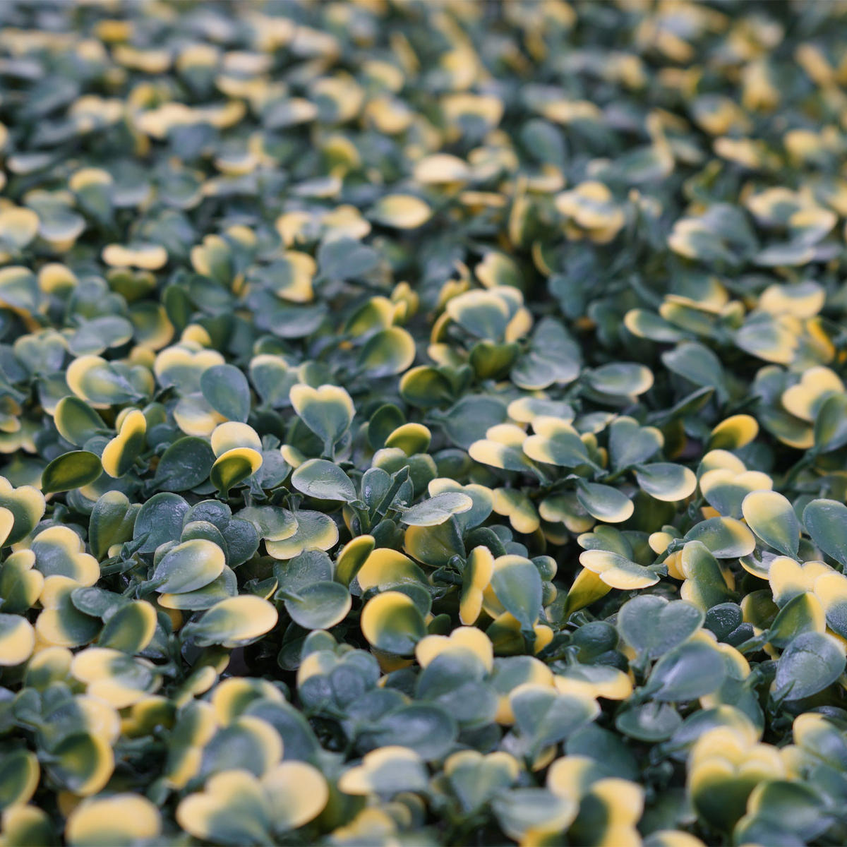 OBKLADOVÁ DLAŽBA Zelená, žlutá - zelená barva/žlutá, plast (49/4cm) - MCW