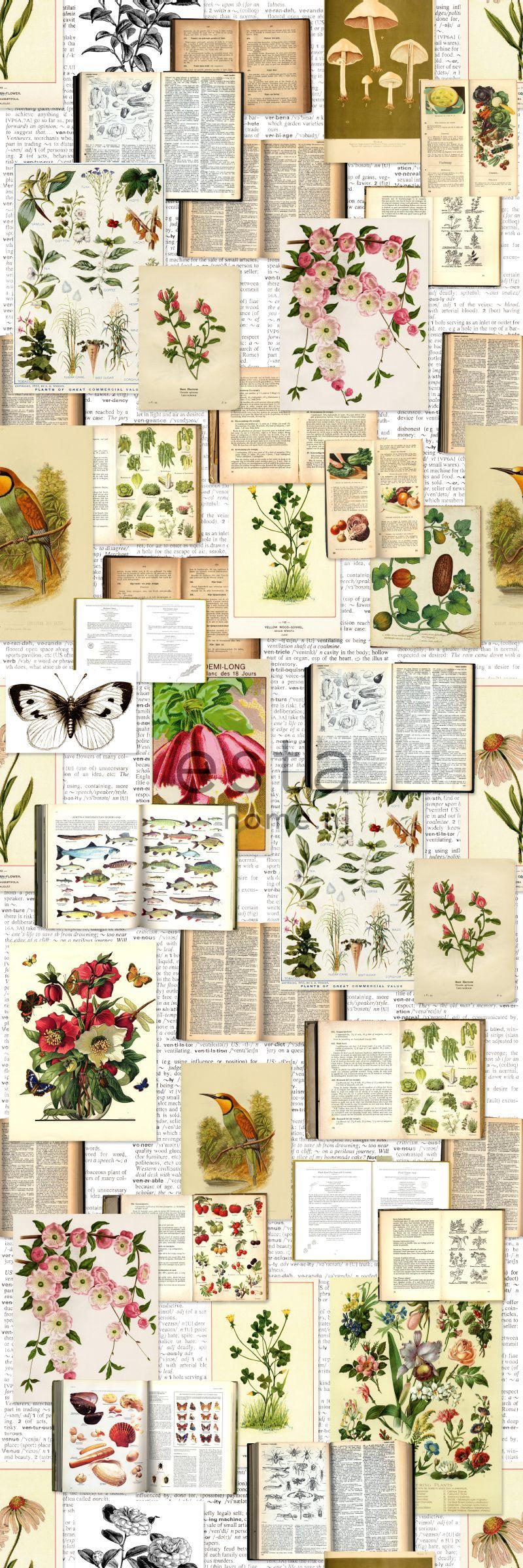 FOTOTAPETE botanische Motive 100 x 279 cm - Beige, Papier (100/279cm) - ESTAhome