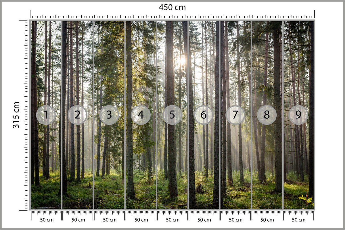 FOTOTAPETE für Wohnzimmer WALD Sonnenaufgang Moos Bäume Grün 450x315 - Braun/Grau, Papier (450/315cm) - Muralo