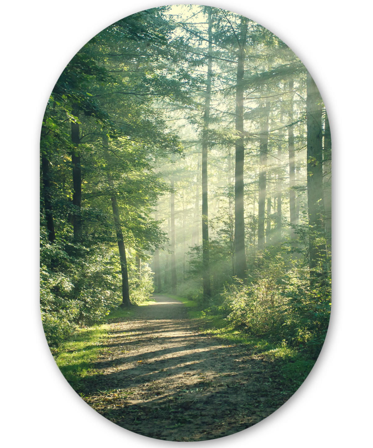 WANDBILD Wald - Weg - Sonne - Bäume - Grün - Natur 80x120 cm - Waldgrün, Kunststoff (80/120cm) - MuchoWow