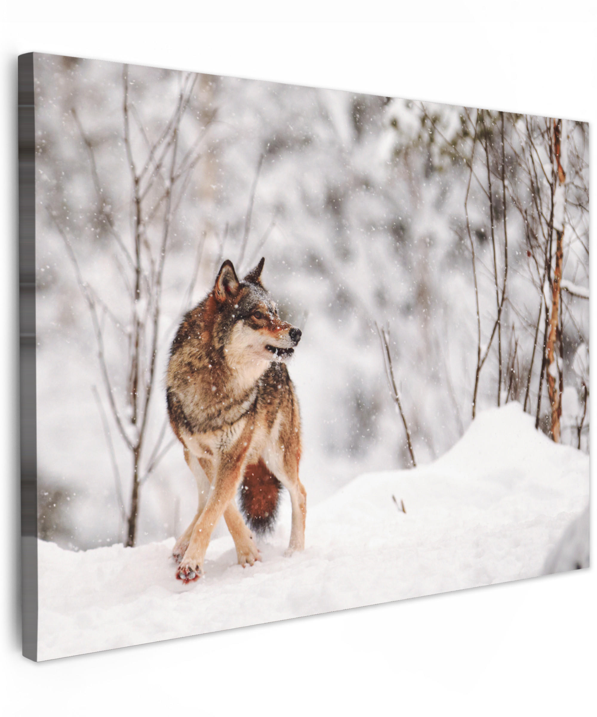 LEINWANDBILD Wolf - Winter - Schnee - Natur - Tiere 40x30 cm - Haselnussfarben, Textil (40/30cm) - MuchoWow