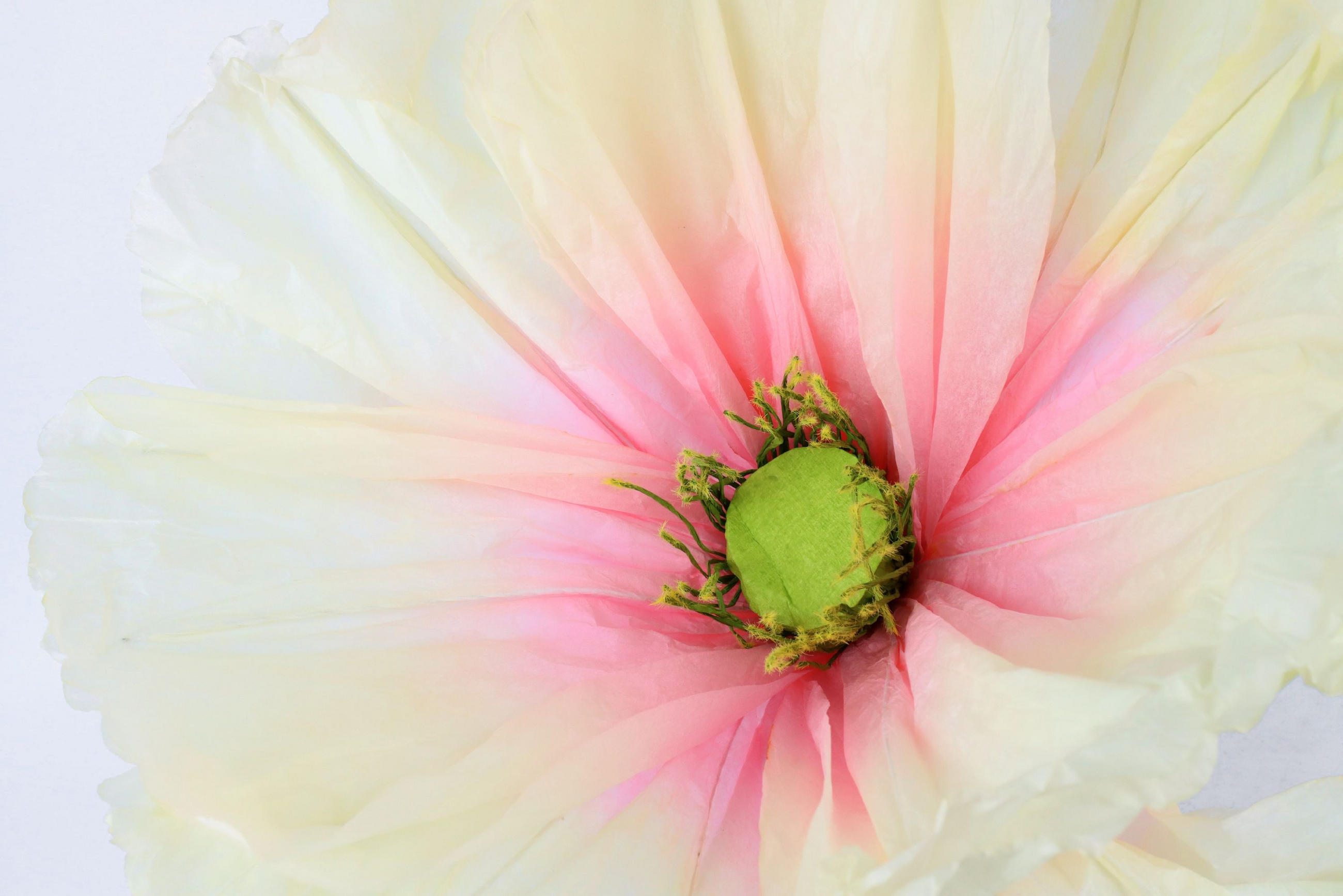 RIESENBLUMEN Papillon Rosa 3-tlg. - Weiß, Papier (140cm) - FURNARO