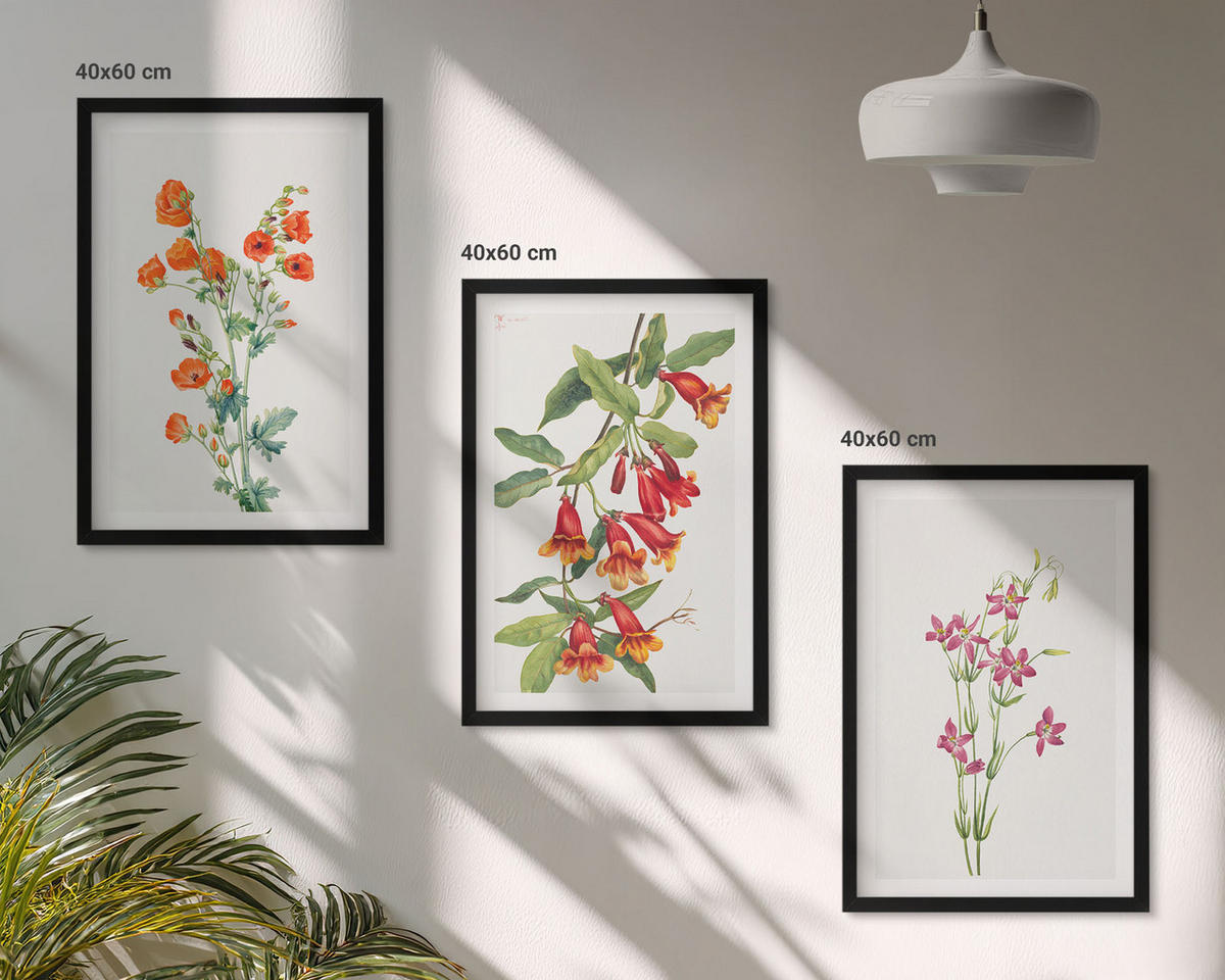 BILDER SET 3er Set - 40x60 cm Schwarzer Rahmen - Vintage-Retro-Blumenmalerei - Schwarz, Kunststoff (40/60cm) - TULUP