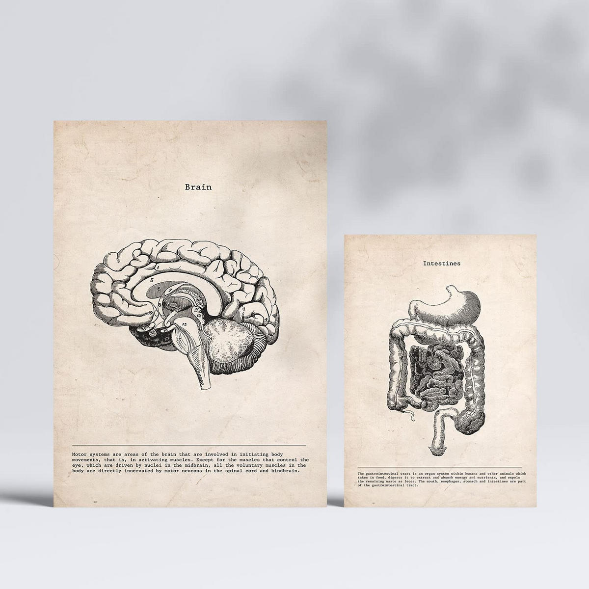 POSTER Set Mit 6 Organe Medizinische Illustrationen Im Vintage Stil Von Anatomie A3 & A4 Rahmenlos - Klar, Papier (29/3cm) - Nacnic