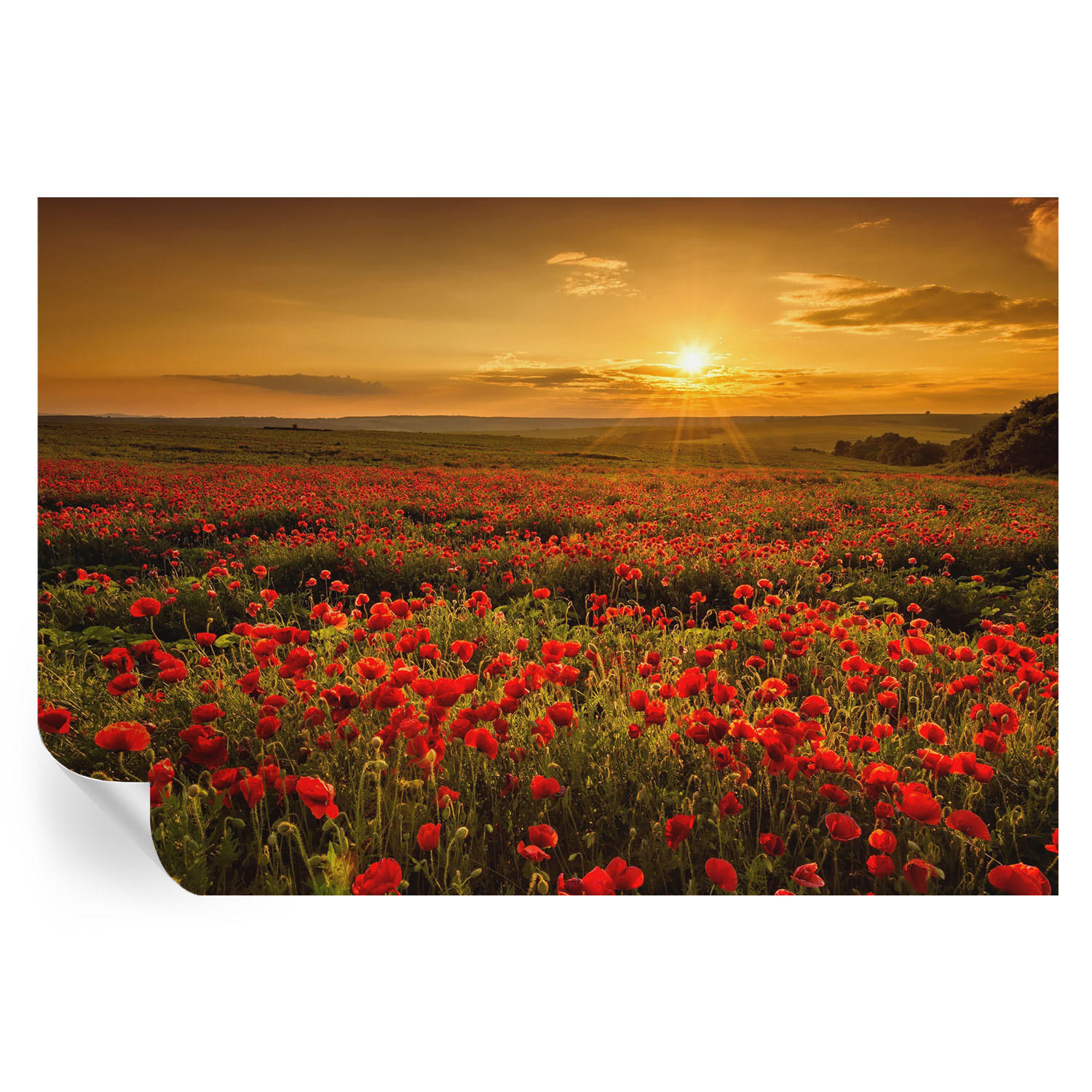 FOTOTAPETE 152x104 cm - Mohnfeld - Rot, Textil (152/104cm) - Wallfluent