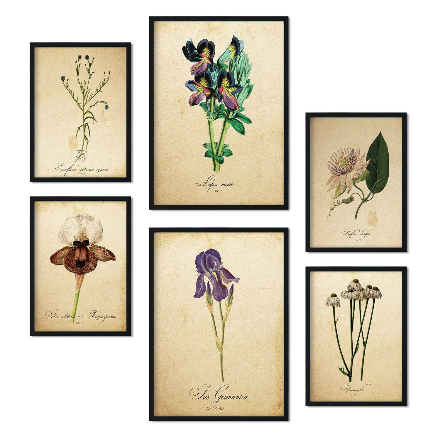 POSTER Set Mit 6 Vintage Blumen Sammlung Von Platten Mit Ästhetischer Collage Für Innendekoration A3 & A4 Rahmenlos - Klar, Papier (29/3cm) - Nacnic