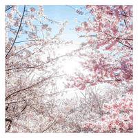 FOTOTAPETE Zwischen Kirschblütenzweigen 288/288 cm - Rosa, Papier (288/288cm) - Bilderwelten