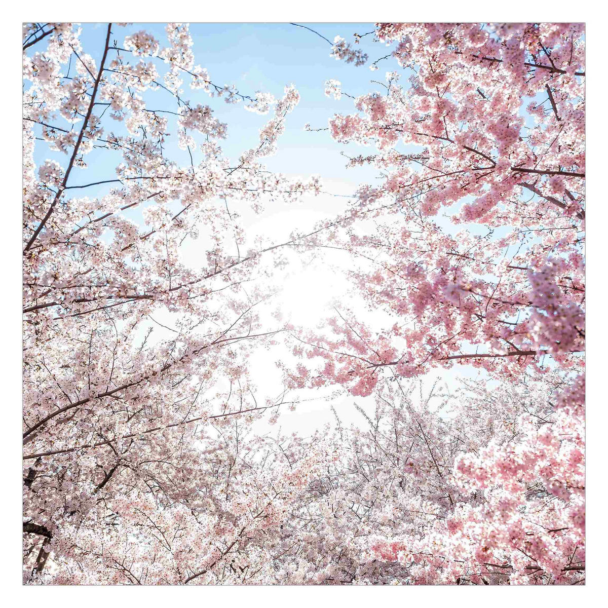 FOTOTAPETE Zwischen Kirschblütenzweigen 288/288 cm - Rosa, Papier (288/288cm) - Bilderwelten