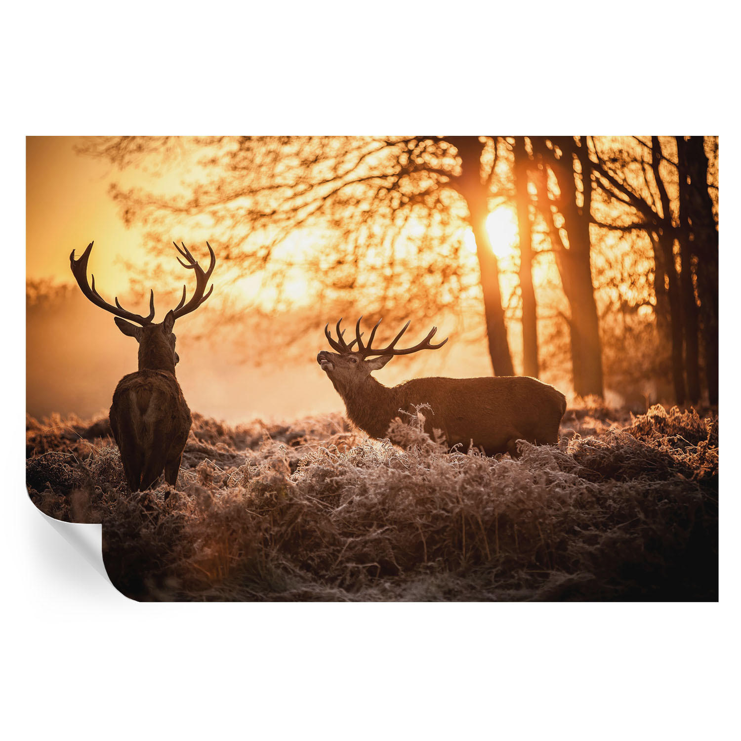 FOTOTAPETE 104x70 cm - Rehe am Morgen - Schwarz, Textil (104/70cm) - Wallfluent