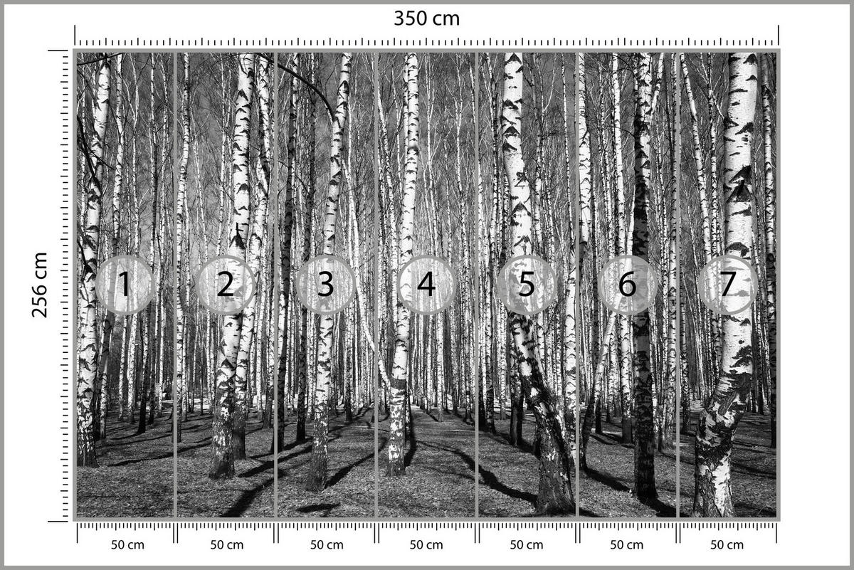 FOTOTAPETE für Wohnzimmer Birkenwald Schwarz-Weiß Minimalistisch 350x256 - Schwarz/Weiß, Papier (350/256cm) - Muralo