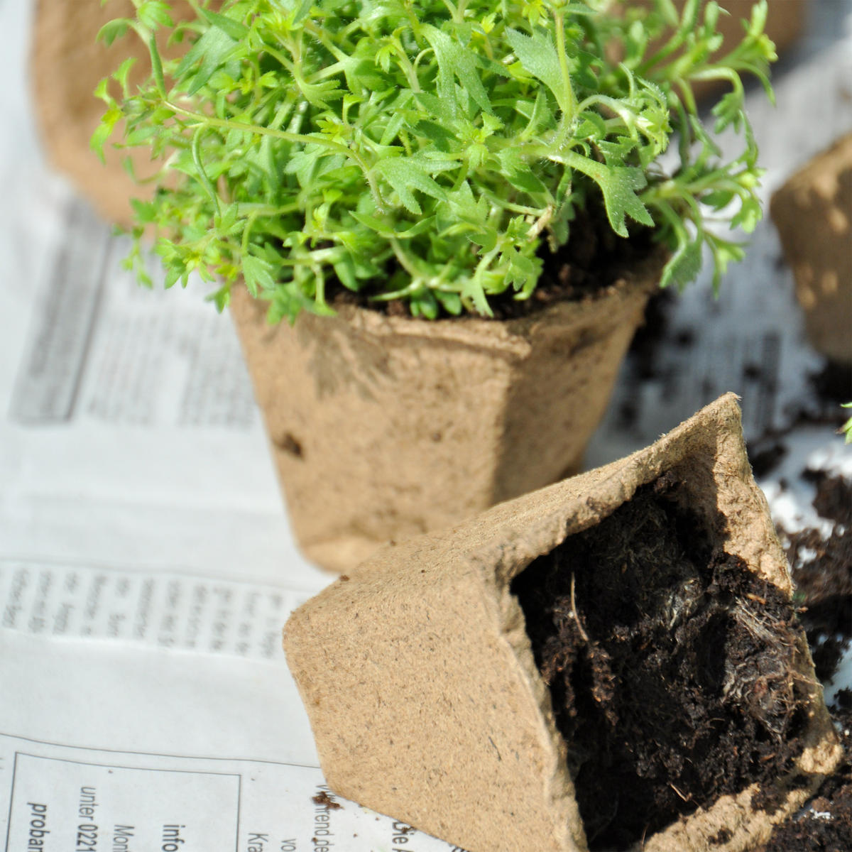 17XANZUCHTTÖPFE - Beige, Wellpappe (16.5/5/12cm) - Relaxdays