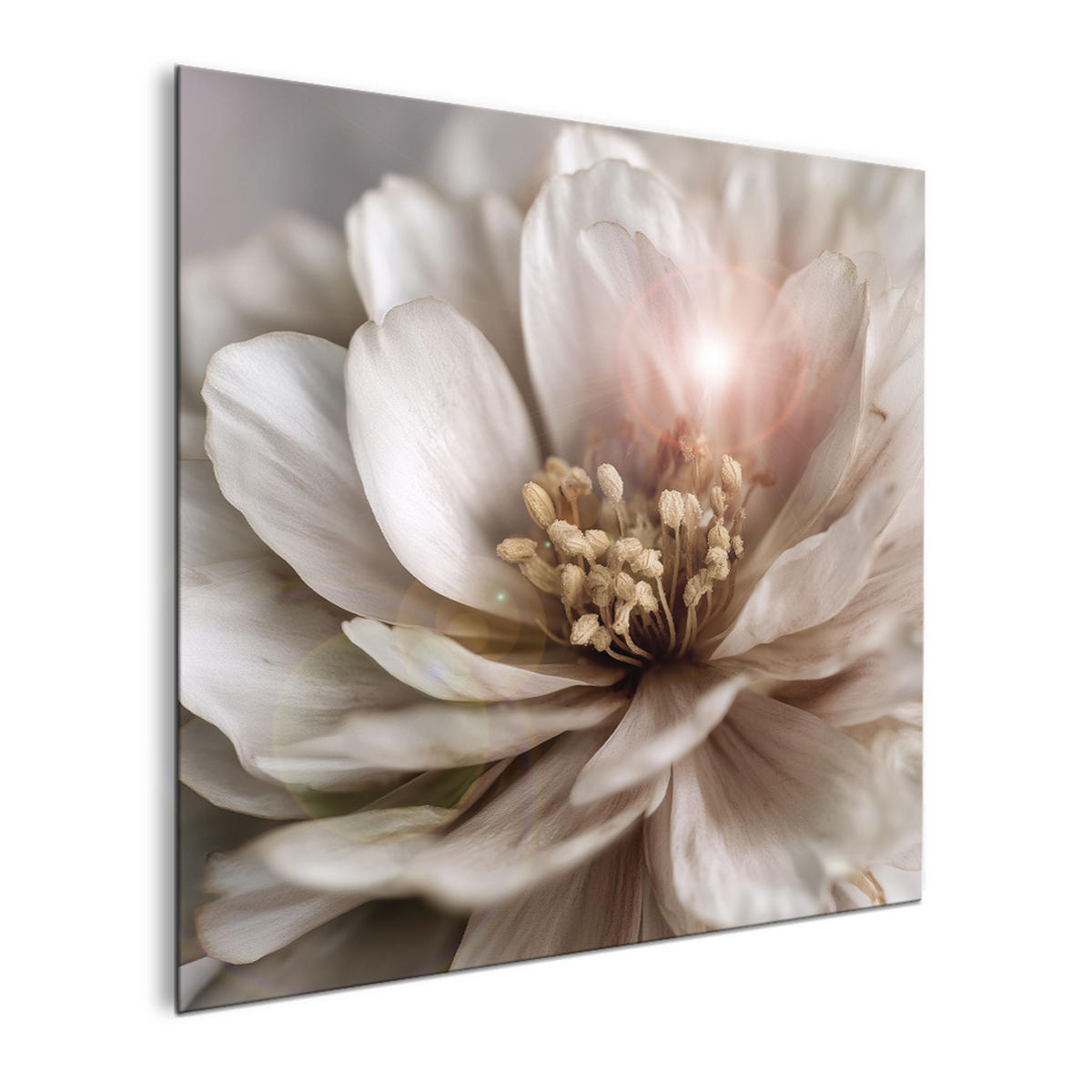 GLASBILD 30×30 cm Blüte creme beige - Beige, Glas (30/30cm) - artissimo