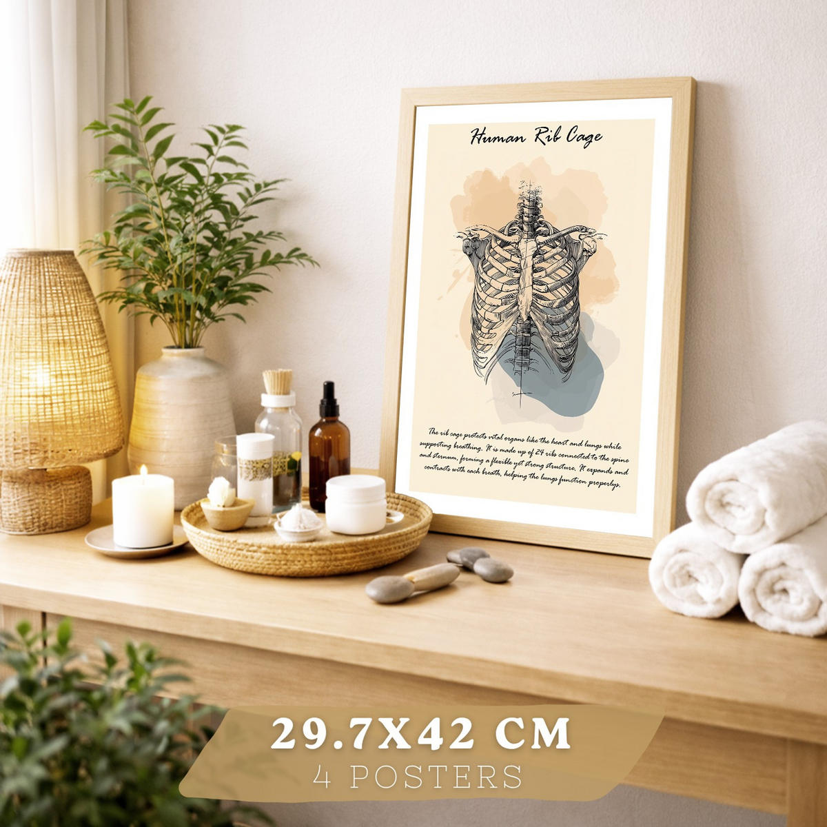 POSTER Set aus 4 Anatomie Mensch Lernposter Drucke und Wandbilder mit Muskeln Rücken Rippen Gehirn und Schädel Modernes Design Größe Rahmenlos A3 - Klar, Papier (29.7/42/3cm) - Nacnic