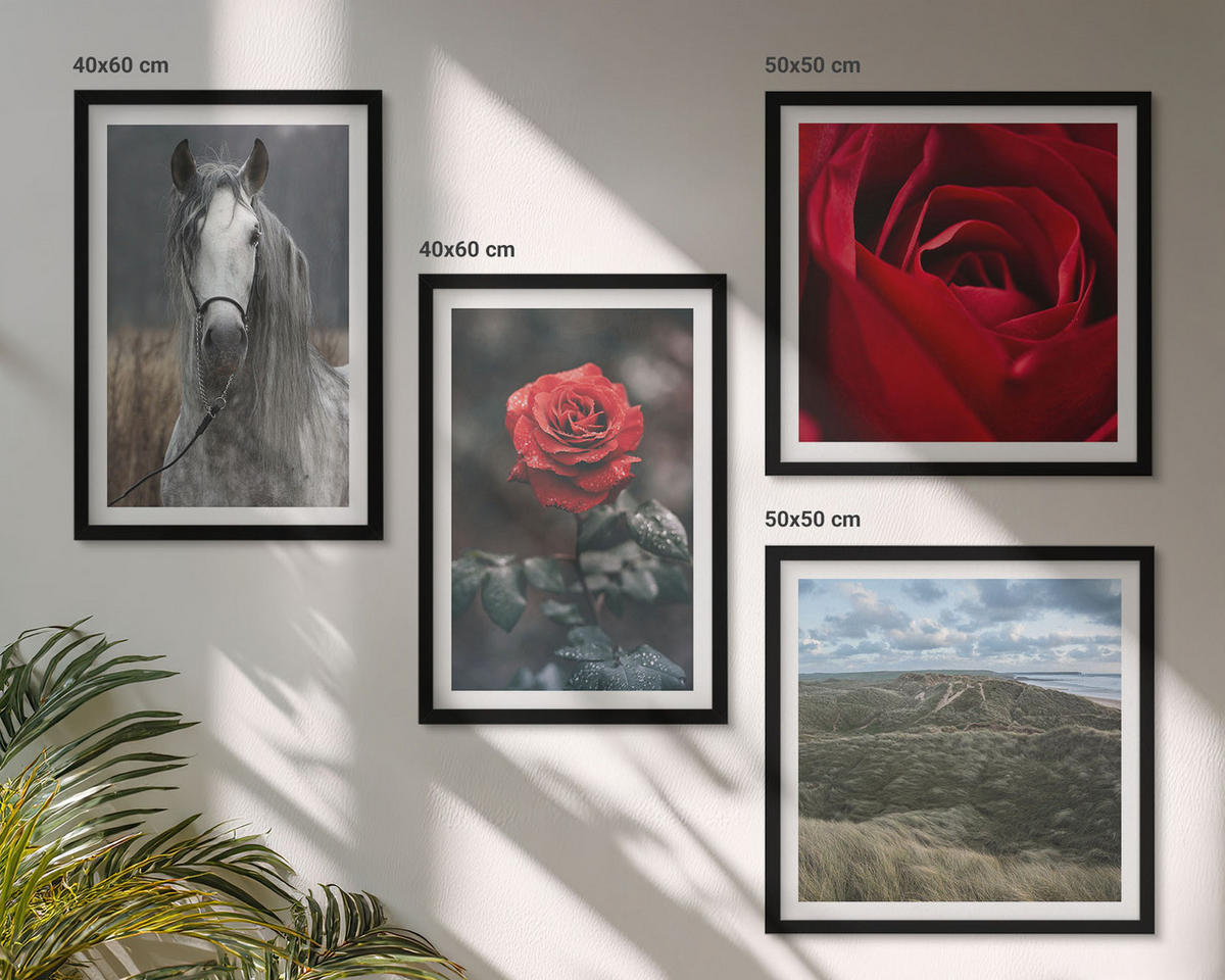 BILDER SET 4er Set - 50x50 cm & 40x60 cm Schwarzer Rahmen - Rote Rosen auf pferdegrauem Hintergrund - Schwarz, Kunststoff (50/50cm) - TULUP