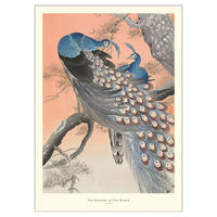 POSTER A.P. Atelier - Two Peacocks on Tree Branch - Multicolor, Papier (50/70/0.1cm) - Poster&Frame