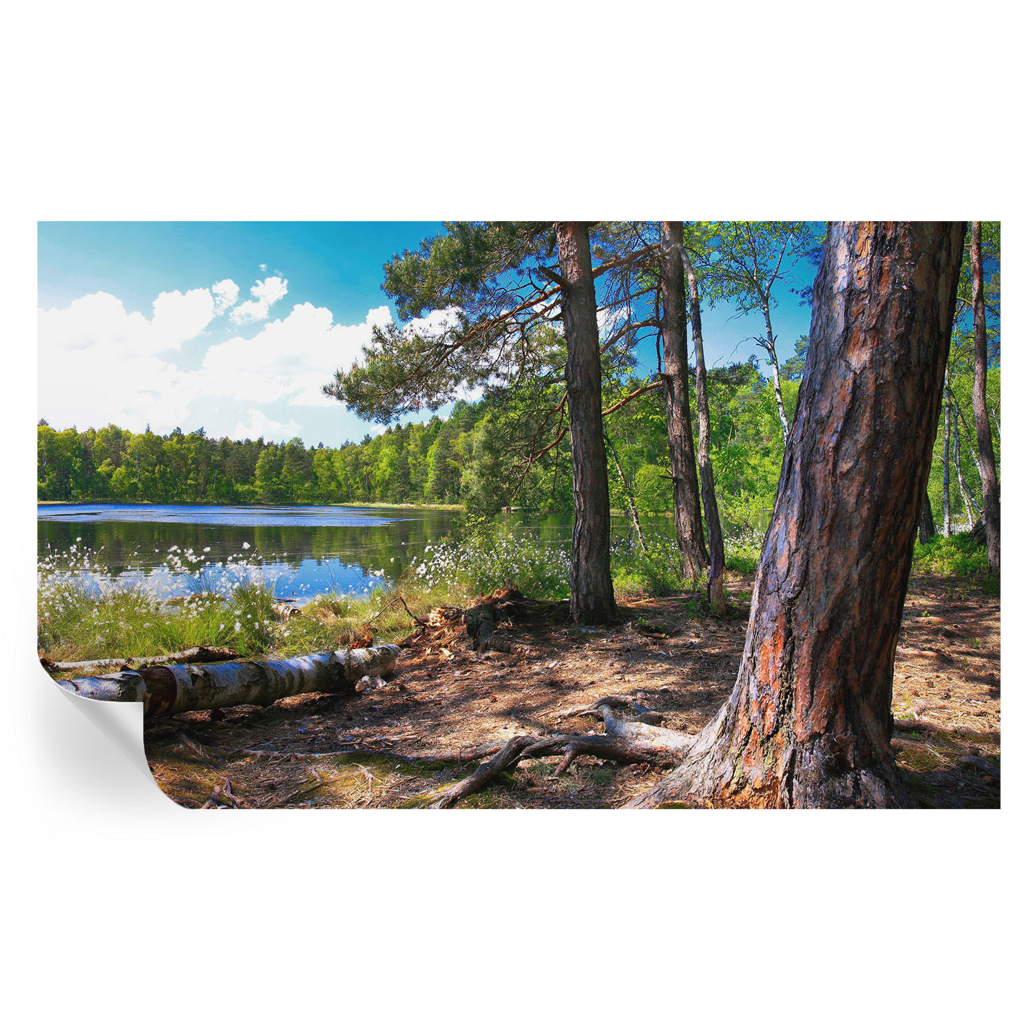 FOTOTAPETE 416x254 cm - Waldlandschaft - Grün, Textil (416/254cm) - Wallfluent
