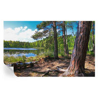 FOTOTAPETE 416x254 cm - Waldlandschaft - Grün, Textil (416/254cm) - Wallfluent