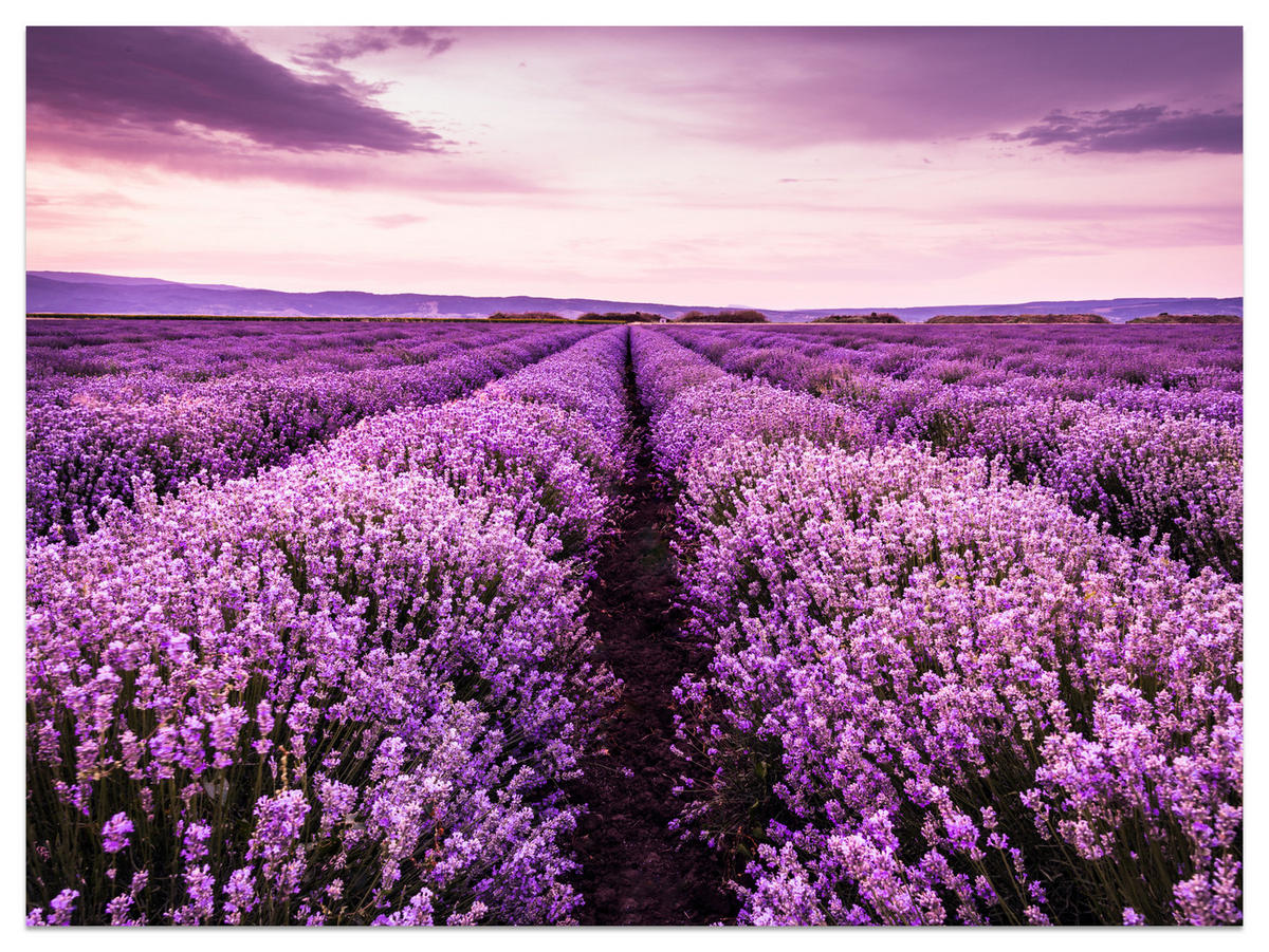 FOTOTAPETE für Schlafzimmer Lila Lavendel Wiese Harmonisch Romantisch 350x256 - Violett/Lila, Papier (350/256cm) - Muralo