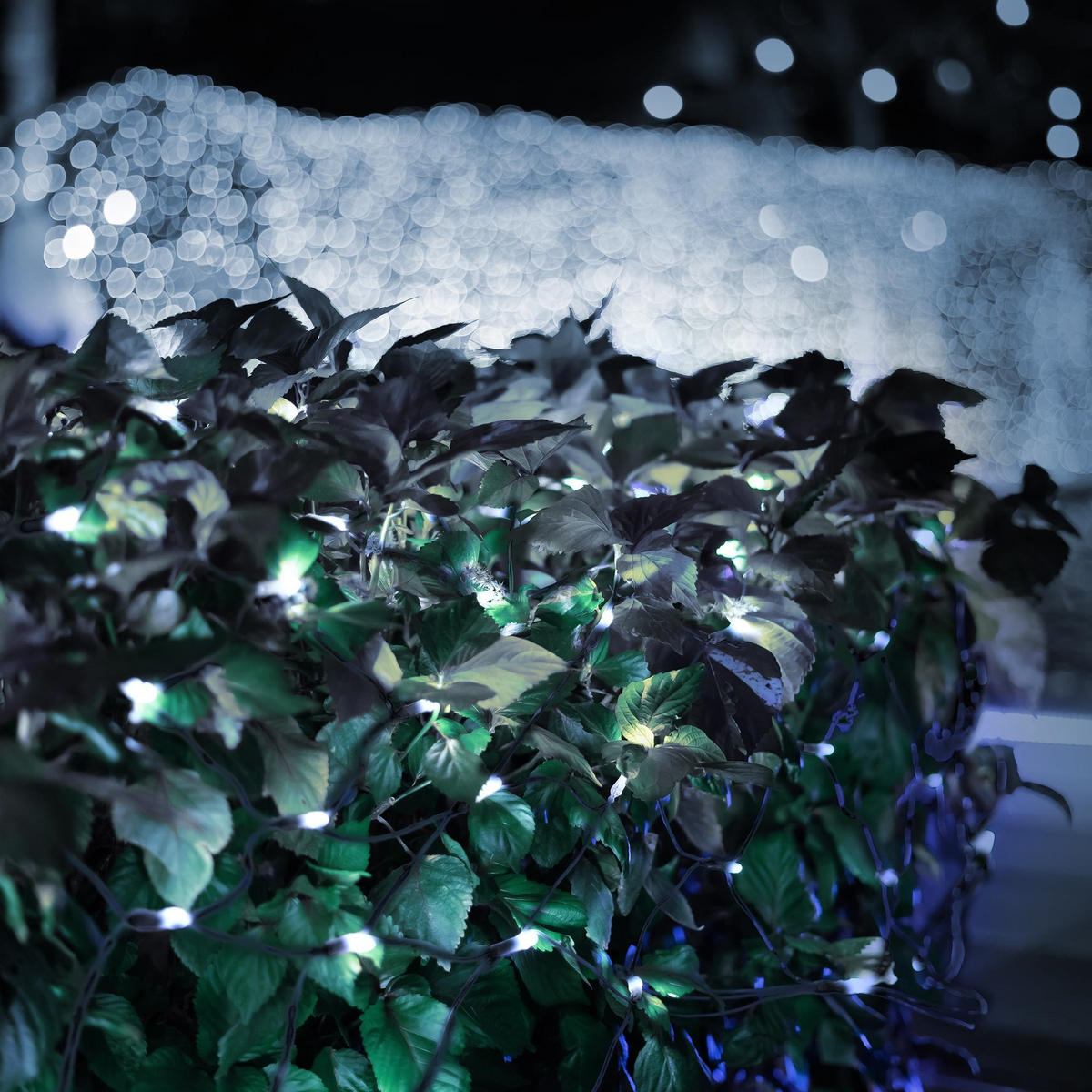 WEIHNACHT Lichternetz 160 LED - Schwarz, Kunststoff (200cm) - ECD-Germany
