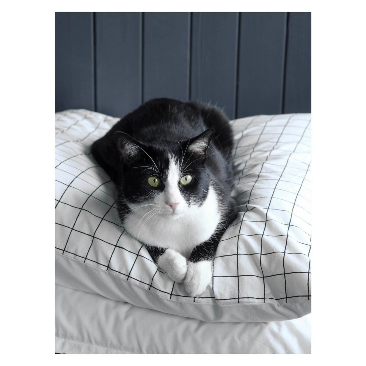 KOPFKISSENBEZUG Oscar milch 65 x 65 cm - Weiß, Textil (65/65cm)