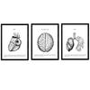 POSTER Set Mit 3 Anatomie Herz, Gehirn, Lunge A3 Schwarzer Rahmen - Schwarz, Papier (29.7/5/42cm) - Nacnic