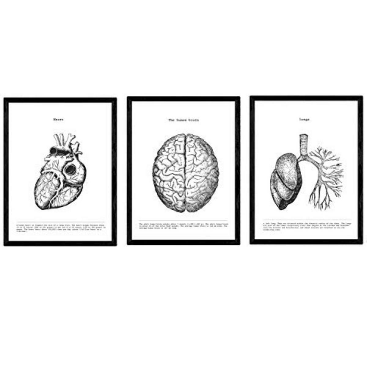 POSTER Set Mit 3 Anatomie Herz, Gehirn, Lunge A3 Schwarzer Rahmen - Schwarz, Papier (29.7/5/42cm) - Nacnic