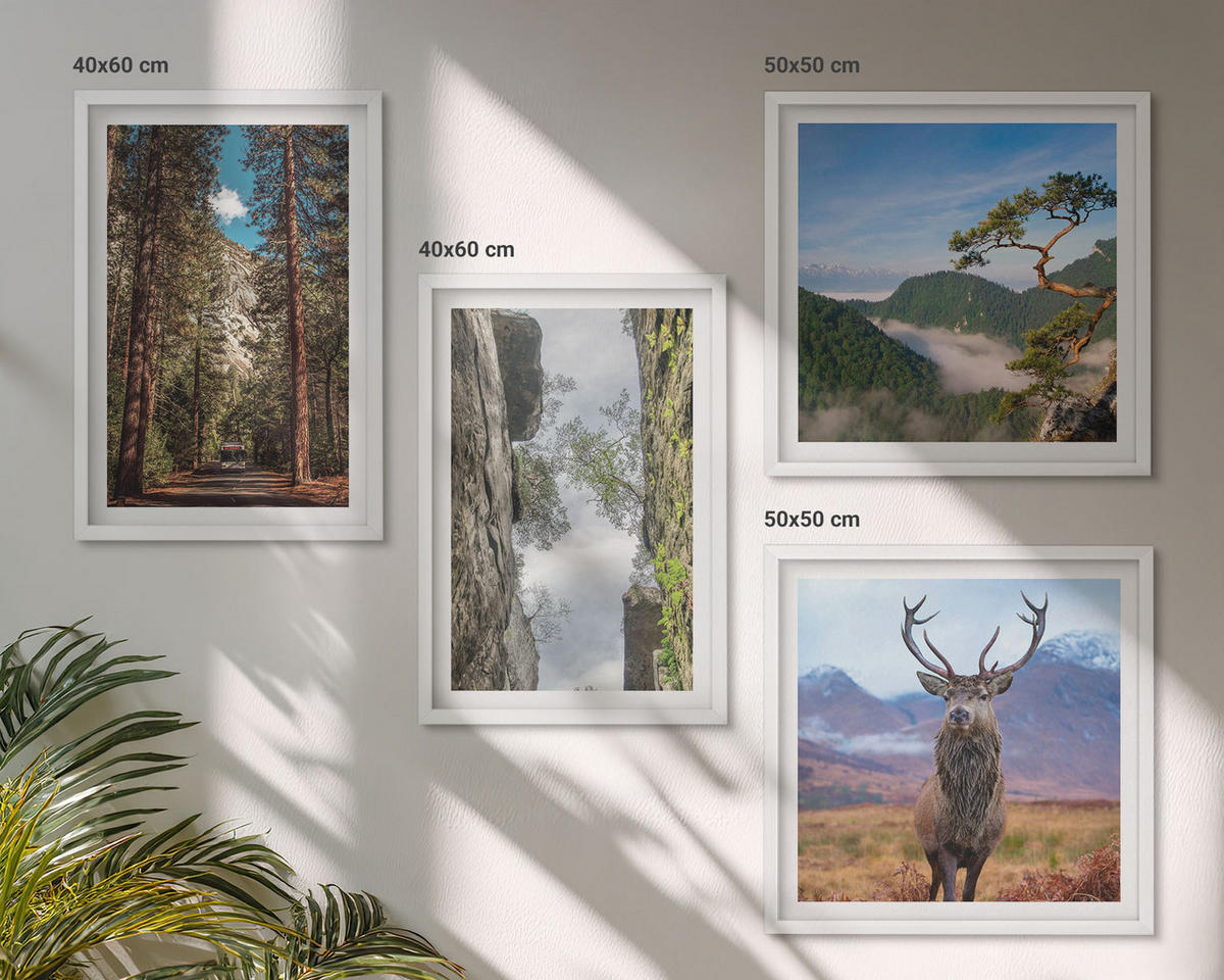 BILDER SET 4er Set - 50x50 cm & 40x60 cm Weißer Rahmen - Straße Wald Berge Hirsch Natur - Weiß, Kunststoff (50/50cm) - TULUP