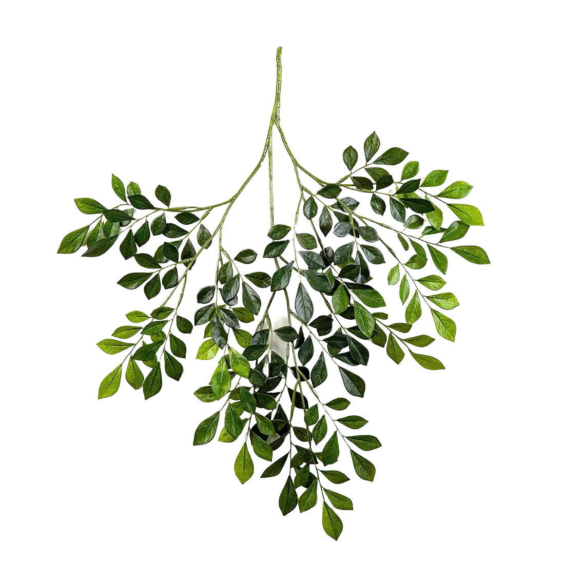 KUNSTPFLANZE Künstlicher Murraya Zweig - Benjamin 71 cm - Grün, Kunststoff (71cm) - aplanta