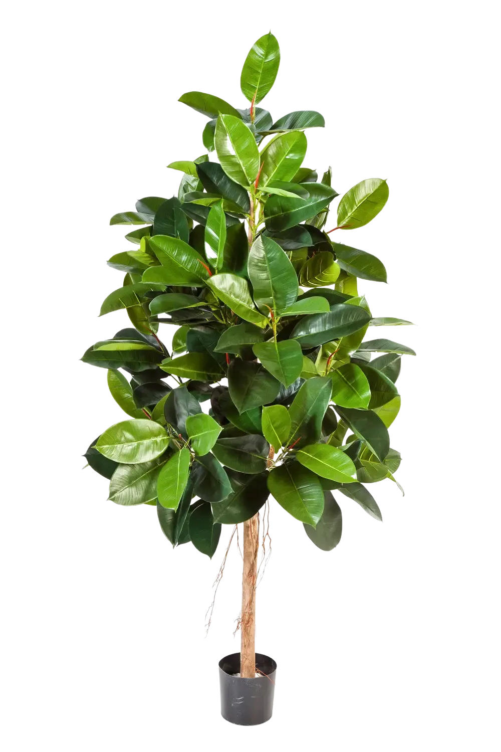 KUNSTBAUM Künstlicher Gummibaum - Karim 210 cm - Grün, Kunststoff (210cm) - aplanta