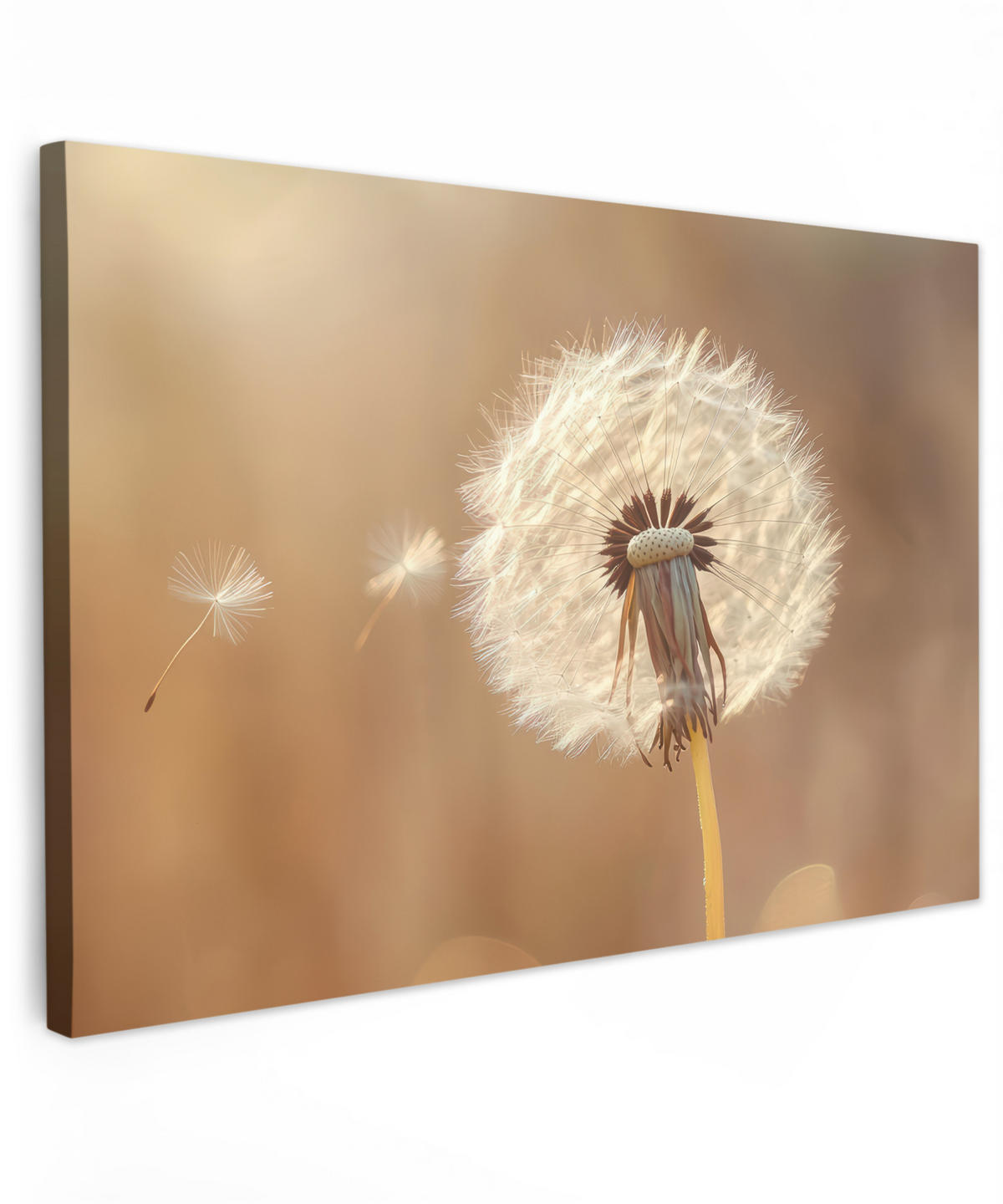 LEINWANDBILD Löwenzahn - Beige - Natur - Blume Deko Schlafzimmer 30x20 cm - Hellbraun, Textil (30/20cm) - MuchoWow