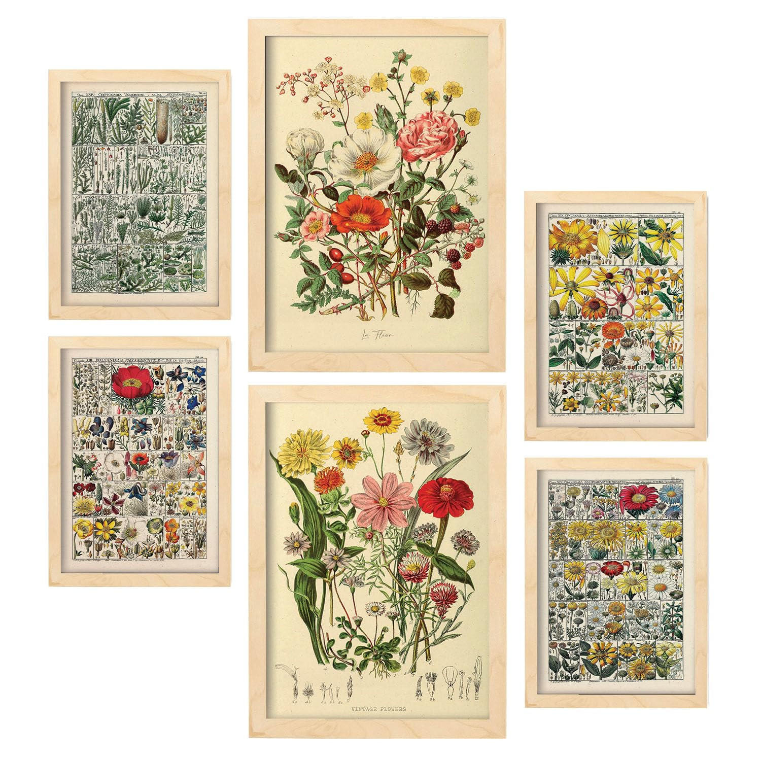 POSTER Set Mit 6 Blumenanatomie In Vintage A3 & A4 Rahmen Aus Hellem Holz - Beige, Papier (29/3cm) - Nacnic