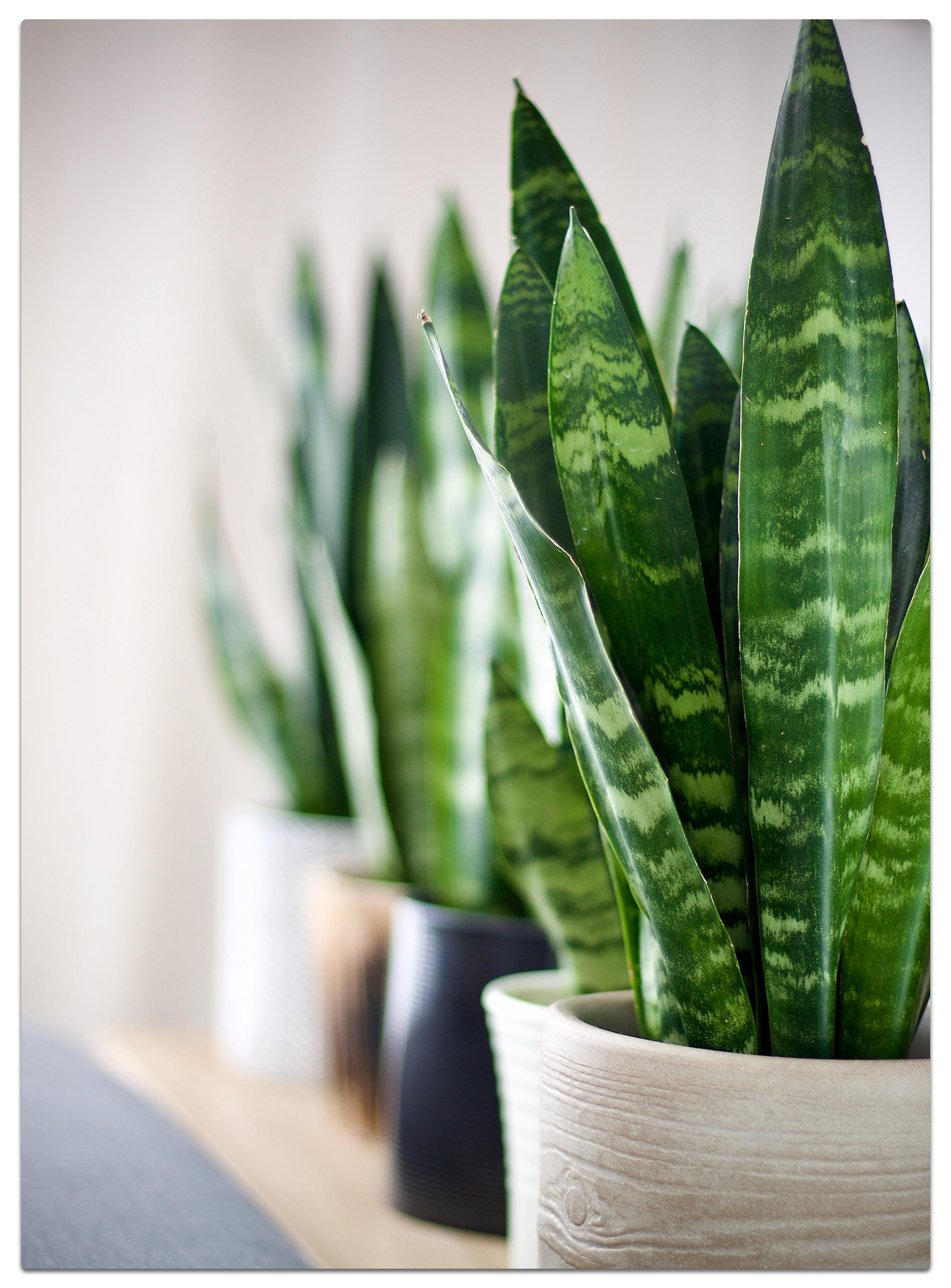 Drei dekorative Sansevieria-Pflanzen in unterschiedlich gestalteten Töpfen – ideal als stilvolle, pflegeleichte Zimmerpflanzen.