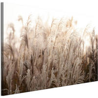 LEINWANDBILD Miskanthus 120x80 cm - Multicolor, Holz (120/80cm) - LUMASOUL