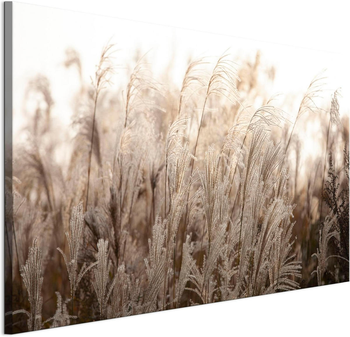 LEINWANDBILD Miskanthus 120x80 cm - Multicolor, Holz (120/80cm) - LUMASOUL