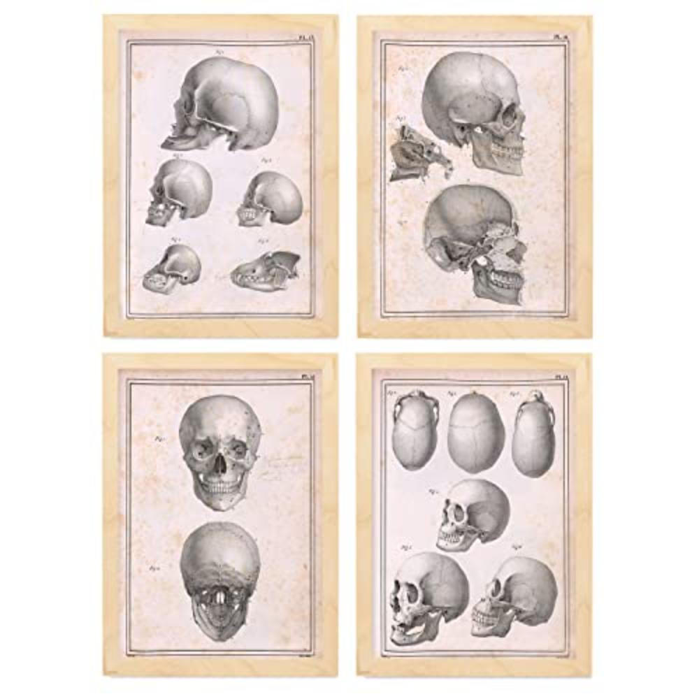 POSTER Set mit 4 Anatomie von Köpfen und Totenköpfen A3 Rahmen aus hellem Holz - Beige, Papier (29.7/3cm) - Nacnic