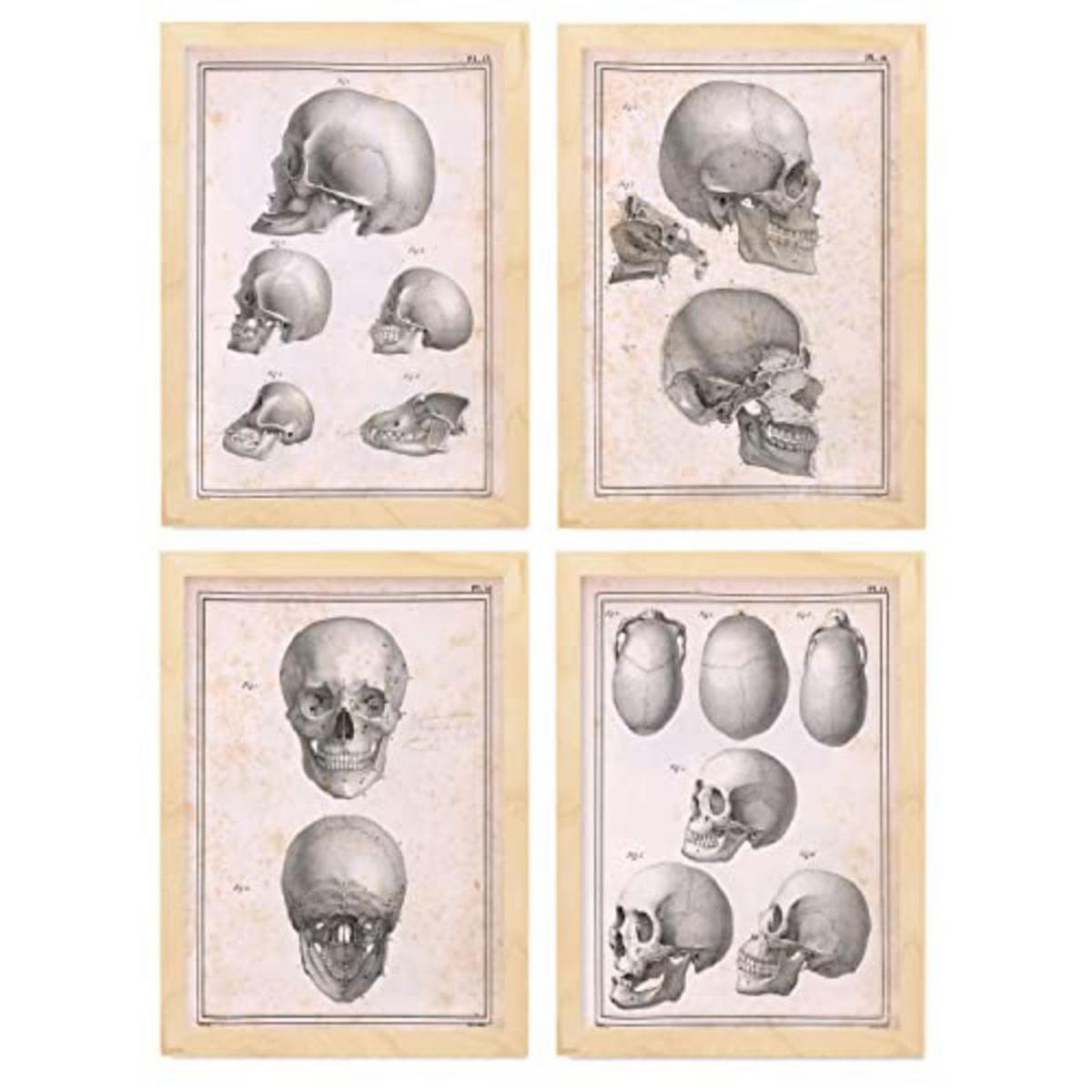 POSTER Set mit 4 Anatomie von Köpfen und Totenköpfen A4 Rahmen aus hellem Holz - Beige, Papier (29.7/3cm) - Nacnic