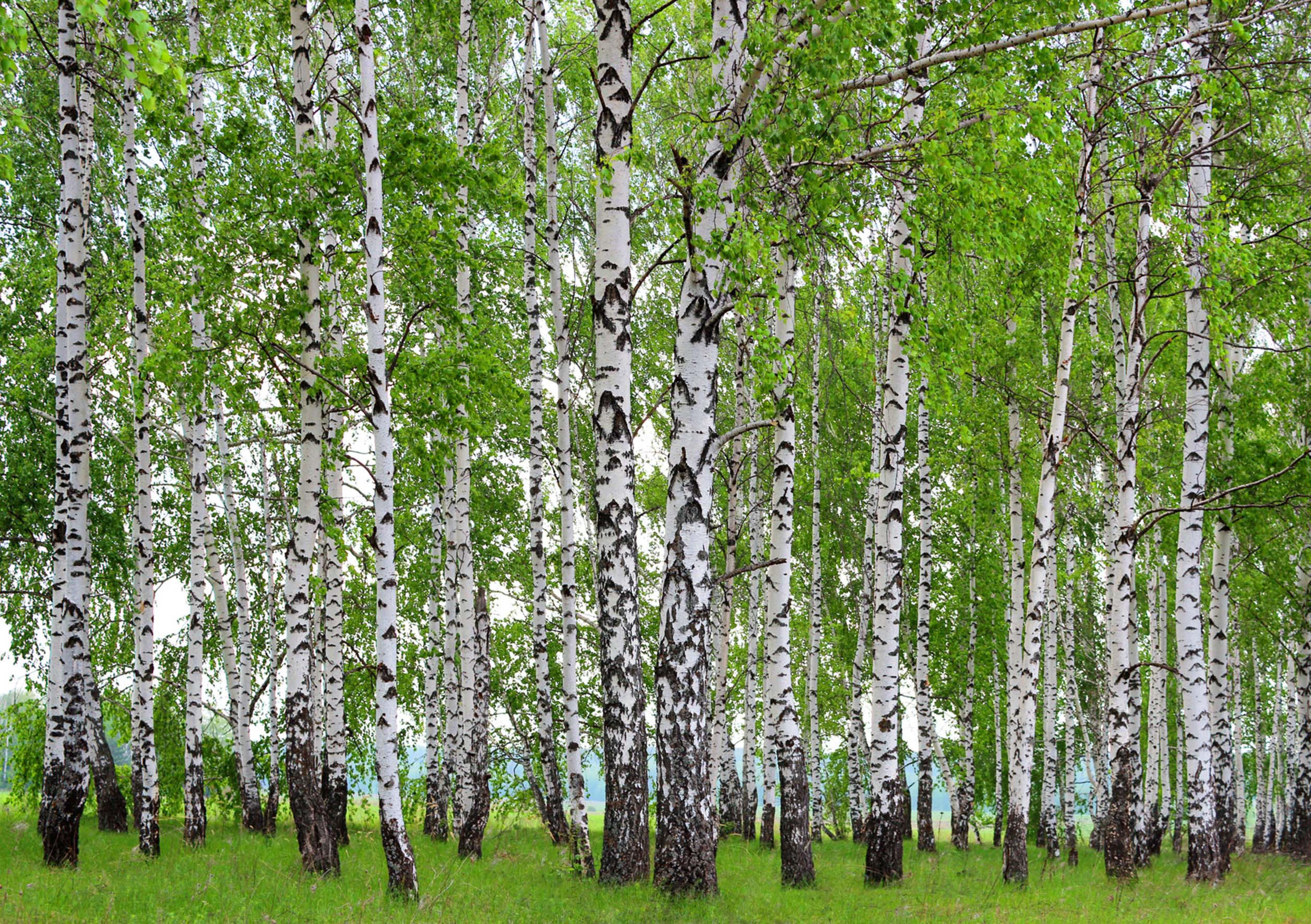 FOTOTAPETE bewaldete Landschaft 360 x 254 cm - Grün, Papier (360/254cm) - Sanders & Sanders