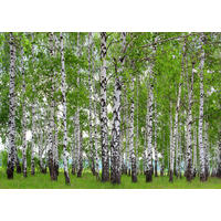 FOTOTAPETE bewaldete Landschaft 360 x 254 cm - Grün, Papier (360/254cm) - Sanders & Sanders