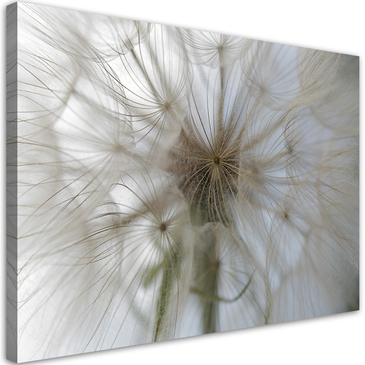 WANDBILD pusteblume pflanzen natur - Beige, Textil (60/40cm) - Feeby