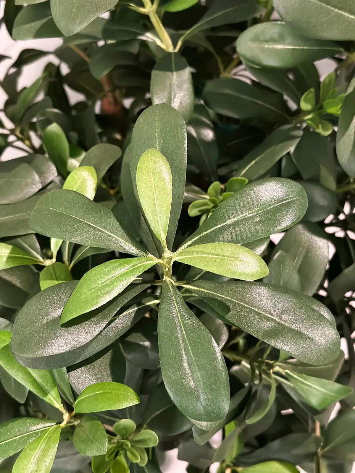PITTOSPORUM Künstlicher Pittosporum - Pierre 120 cm - Grün, Kunststoff (120cm) - aplanta