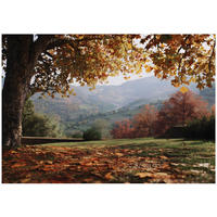 FOTOTAPETE Landschaft Wald Braun 150x105 cm - Multicolor, Papier (150/105cm) - Wallarena
