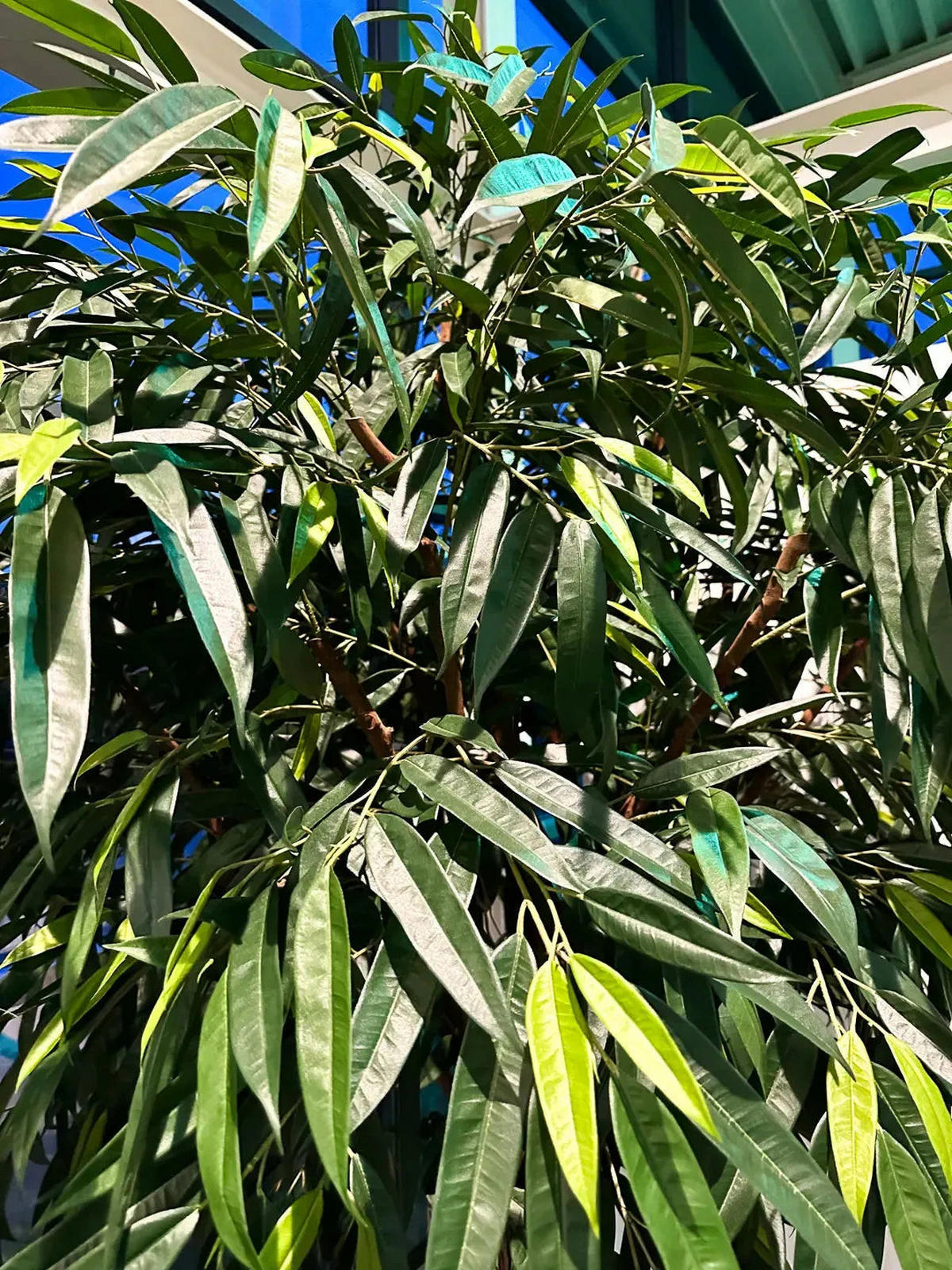 KUNSTBAUM Künstlicher langblättriger Ficus - Johannes 270 cm - Grün, Kunststoff (270cm) - aplanta