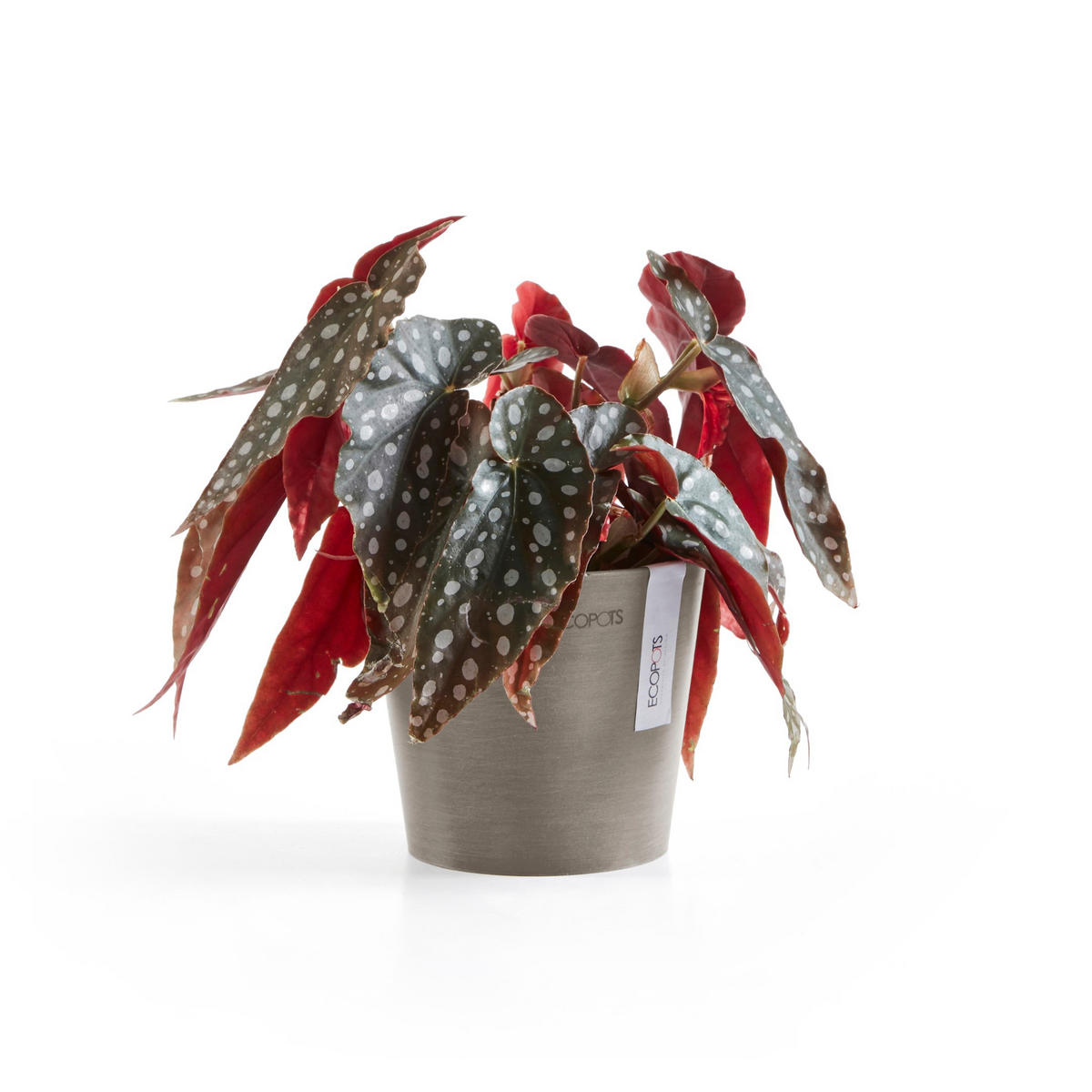 BLUMENTOPF Amsterdam 13/11,4 cm Taupe - Taupe, Kunststoff (13/11.4cm) - Ecopots