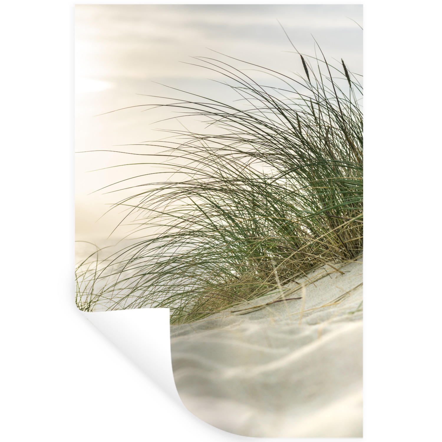 WANDTATTOO Dünen - Strand - Schlewswig-Holstein - Wattenmeer 40x60 cm - Creme, Kunststoff (40/60/0.1cm) - MuchoWow