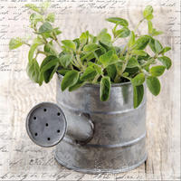 GLASBILD 30x30 cm Küche Kräuter - Anthrazit, Glas (30/30cm) - artissimo